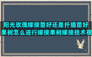 阳光玫瑰嫁接苗好还是扦插苗好 果树怎么进行嫁接果树嫁接技术视频